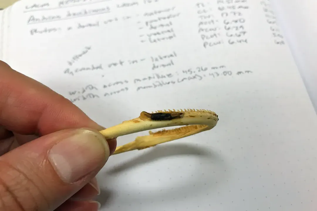 Does the giant salamander have teeth?, Prehistoric Fangs