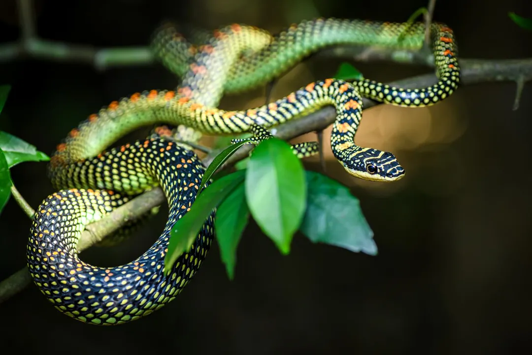 Does the Paradise Flying Snake have venom?, Toxin Reality