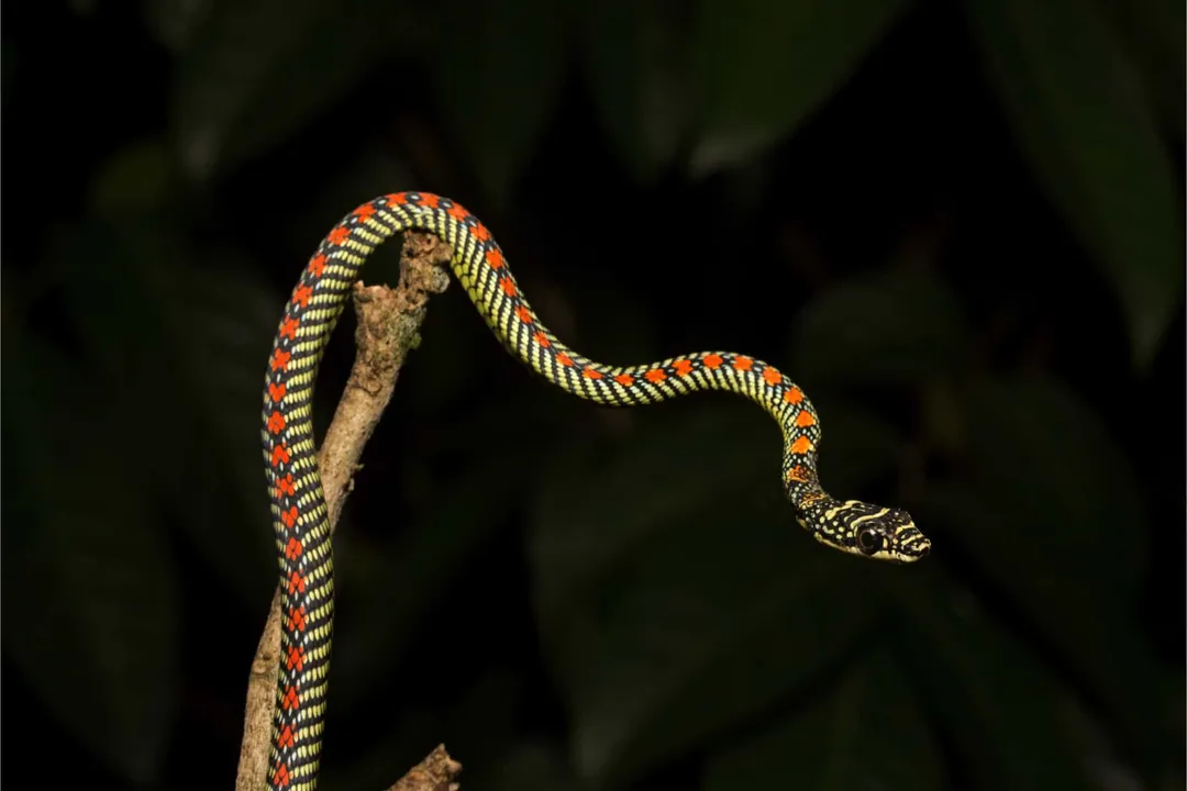 Does the Paradise Flying Snake have venom?, Gliding Feats