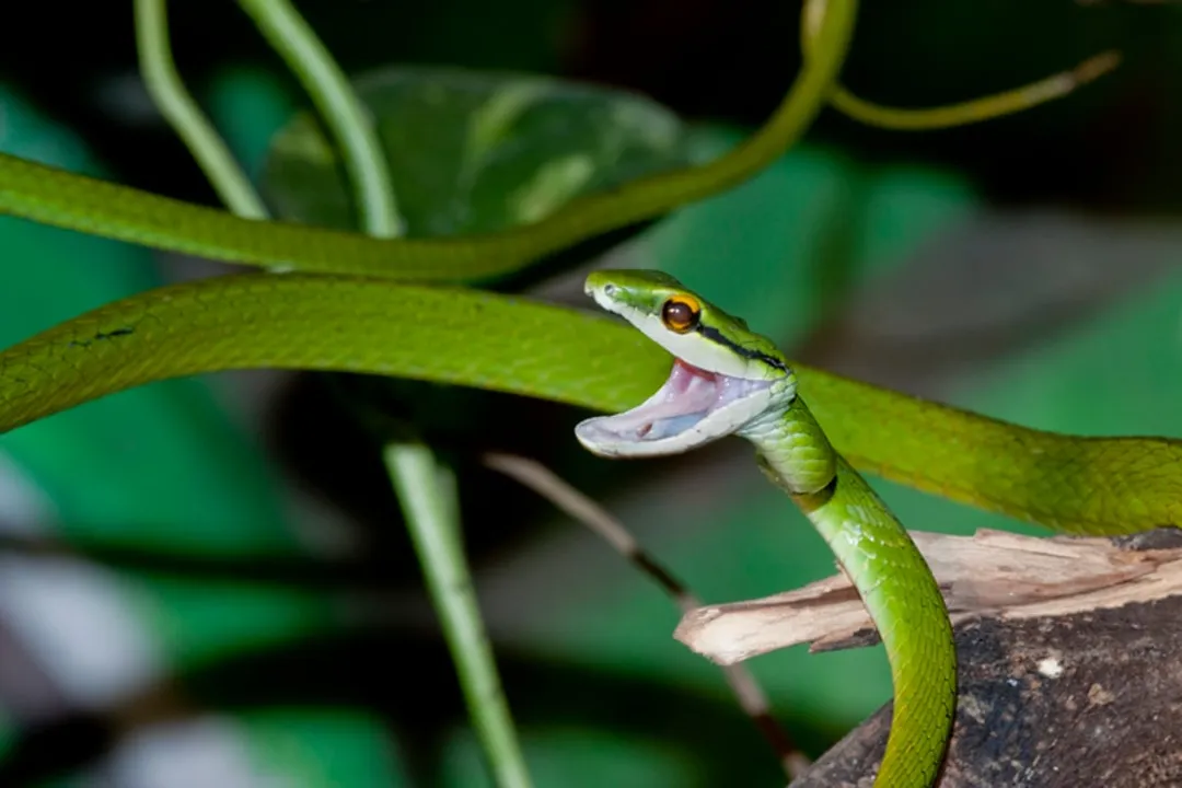 Does the parrot snake have teeth?