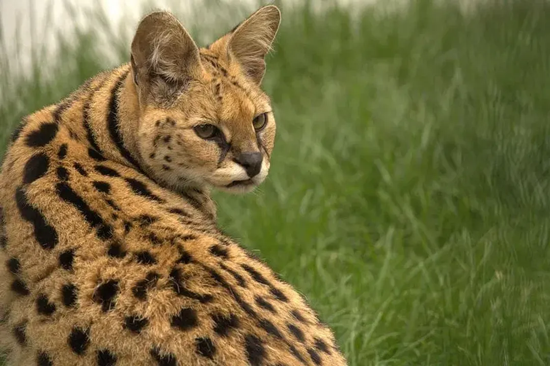 Has a serval cat ever attacked a human?, Documented Incidents