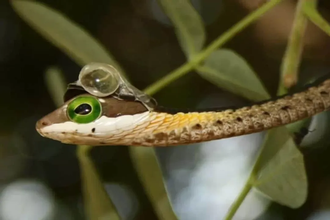 Has anyone survived a green mamba bite?, Lethality Rated