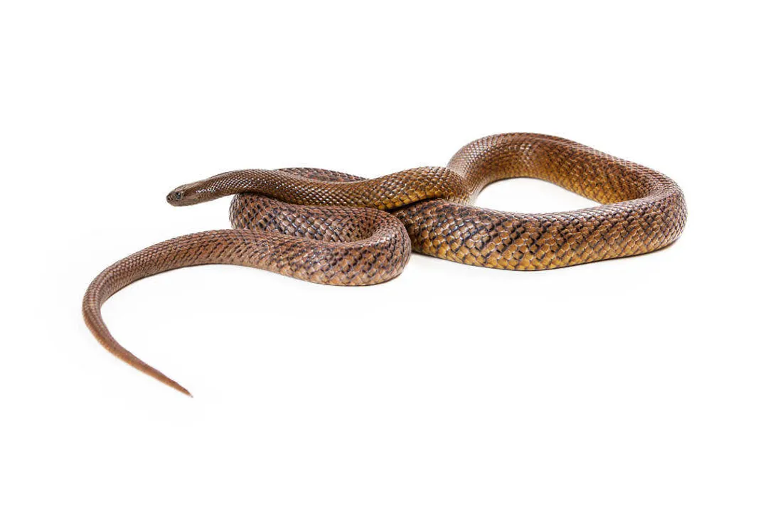 Has anyone survived a taipan bite?, Potency Defined