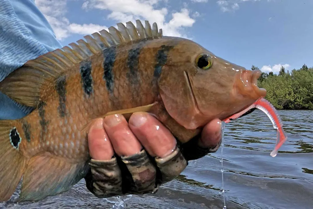 How aggressive are Mayan cichlids?