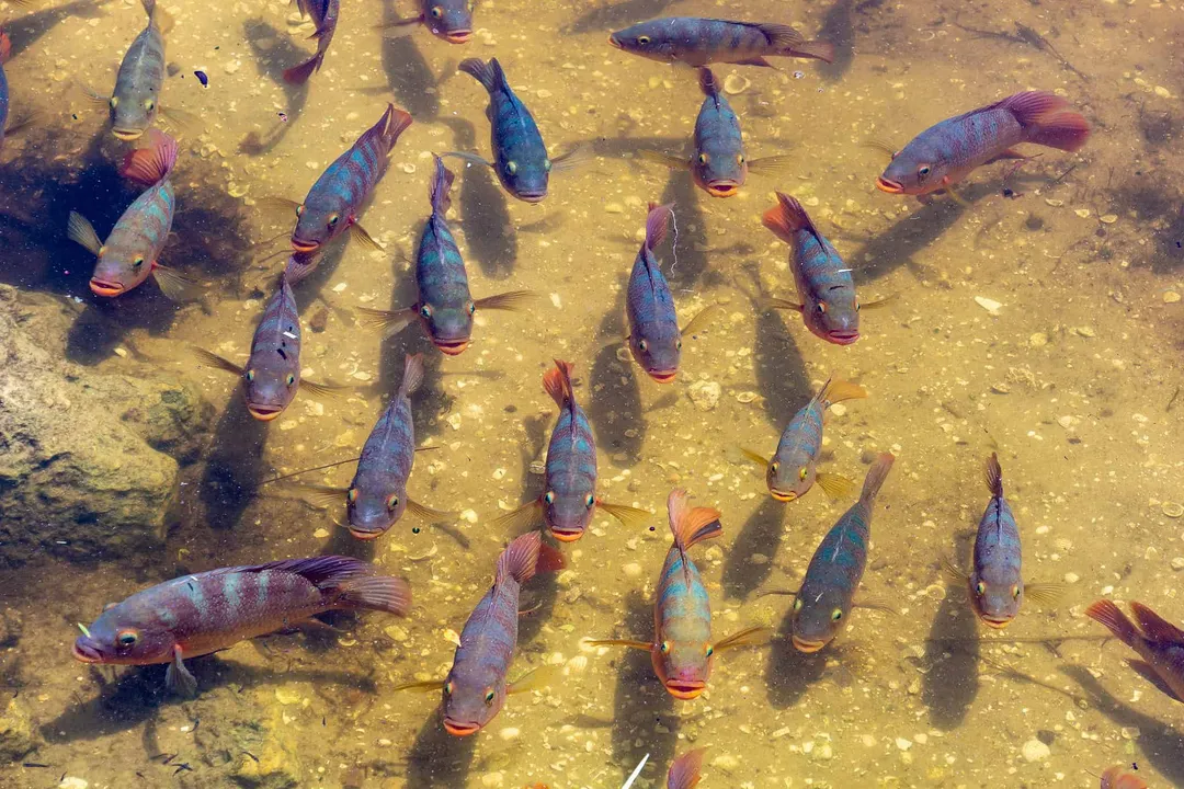 How aggressive are Mayan cichlids?, Invasive Impact