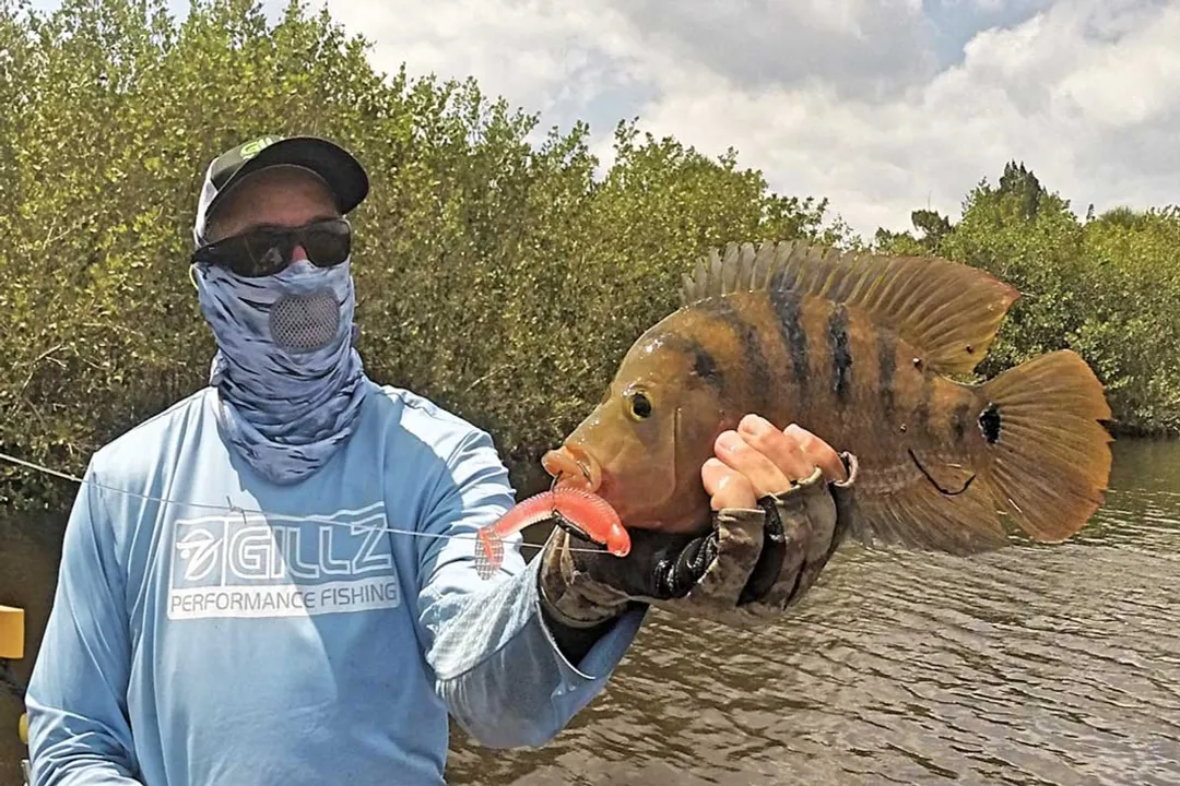 How aggressive are Mayan cichlids?, Predatory Nature