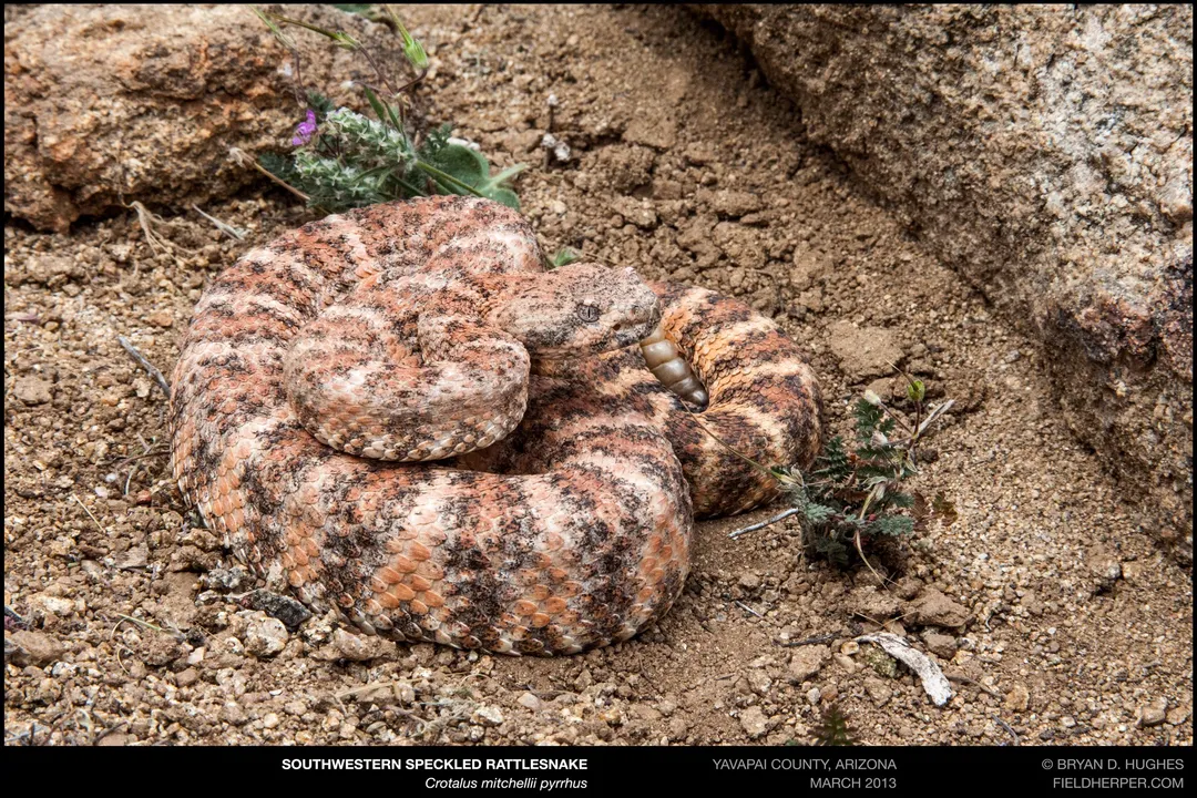 How aggressive are mojave rattlesnakes?