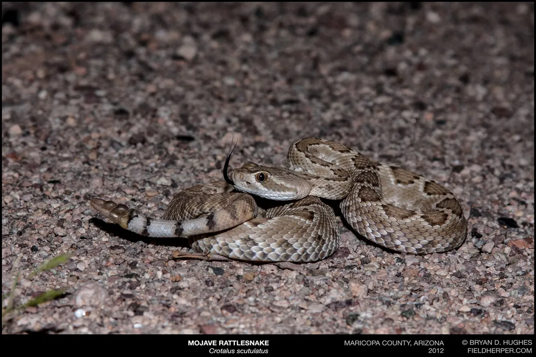 How aggressive are mojave rattlesnakes?, Defense Patterns