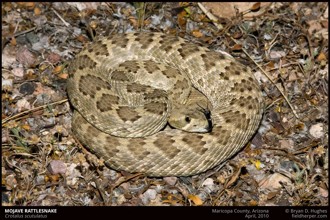 How aggressive are mojave rattlesnakes?, Triggers and Encounters