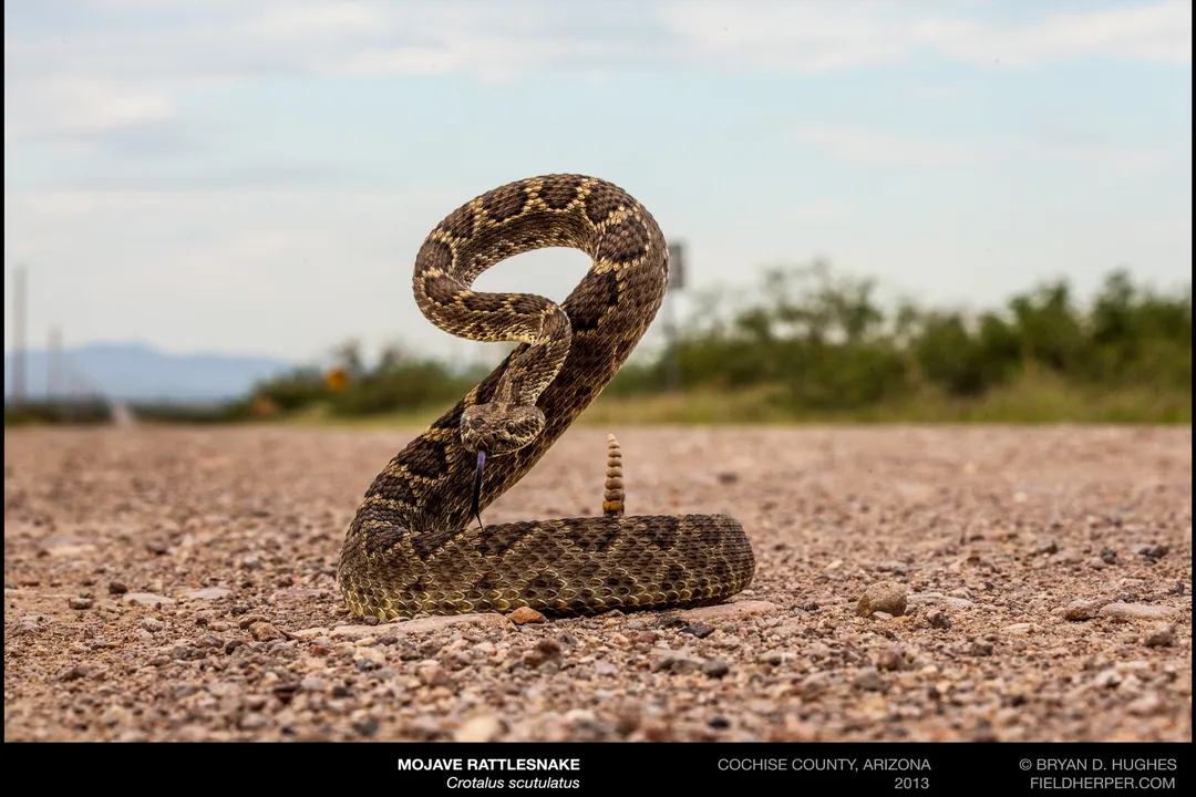 How aggressive are mojave rattlesnakes?, Behavioral Context