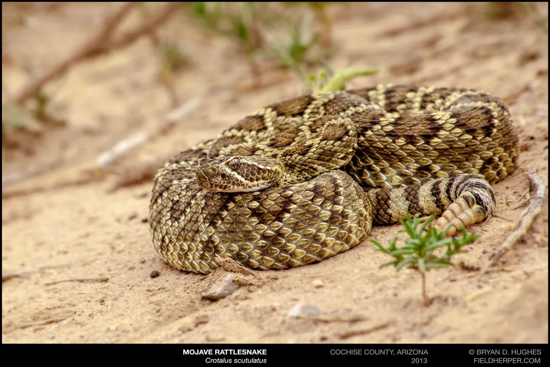 How aggressive are mojave rattlesnakes?, Identity Clarification