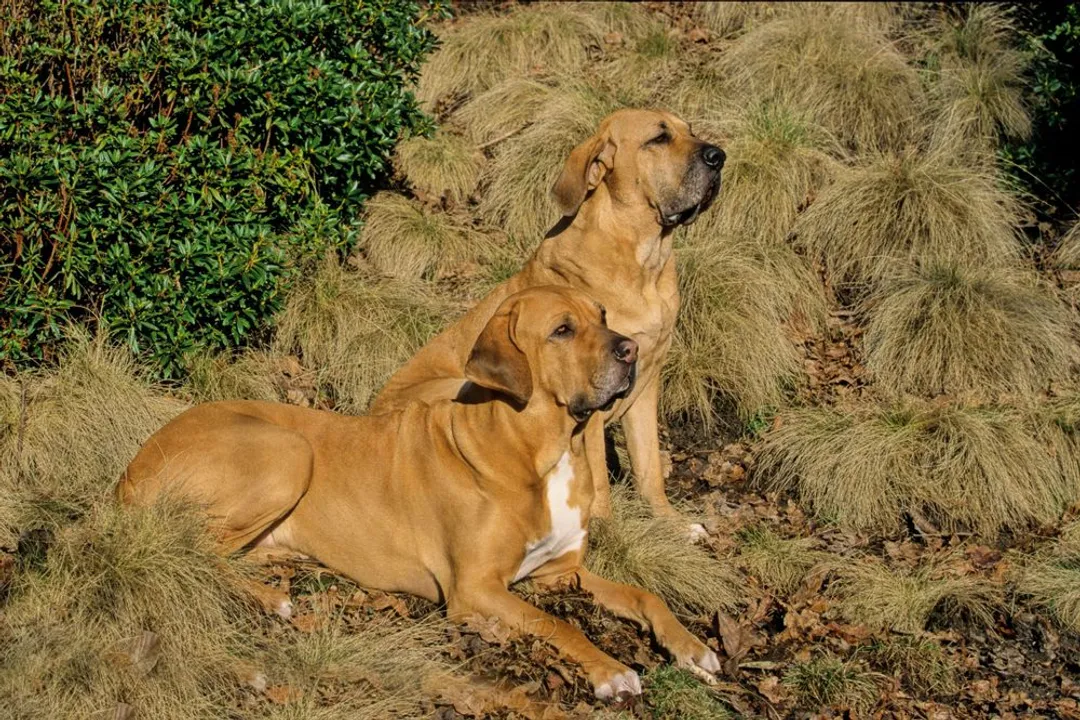 How aggressive is the Fila Brasileiro?
