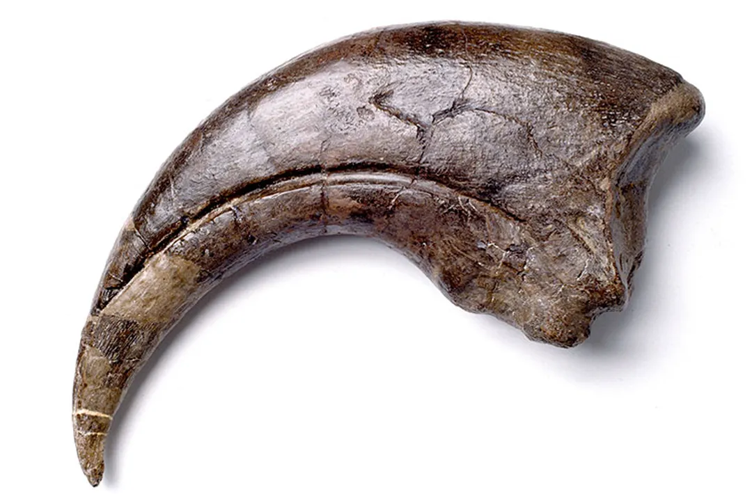 How are fossils preserved in rock layers?, Initial Burial