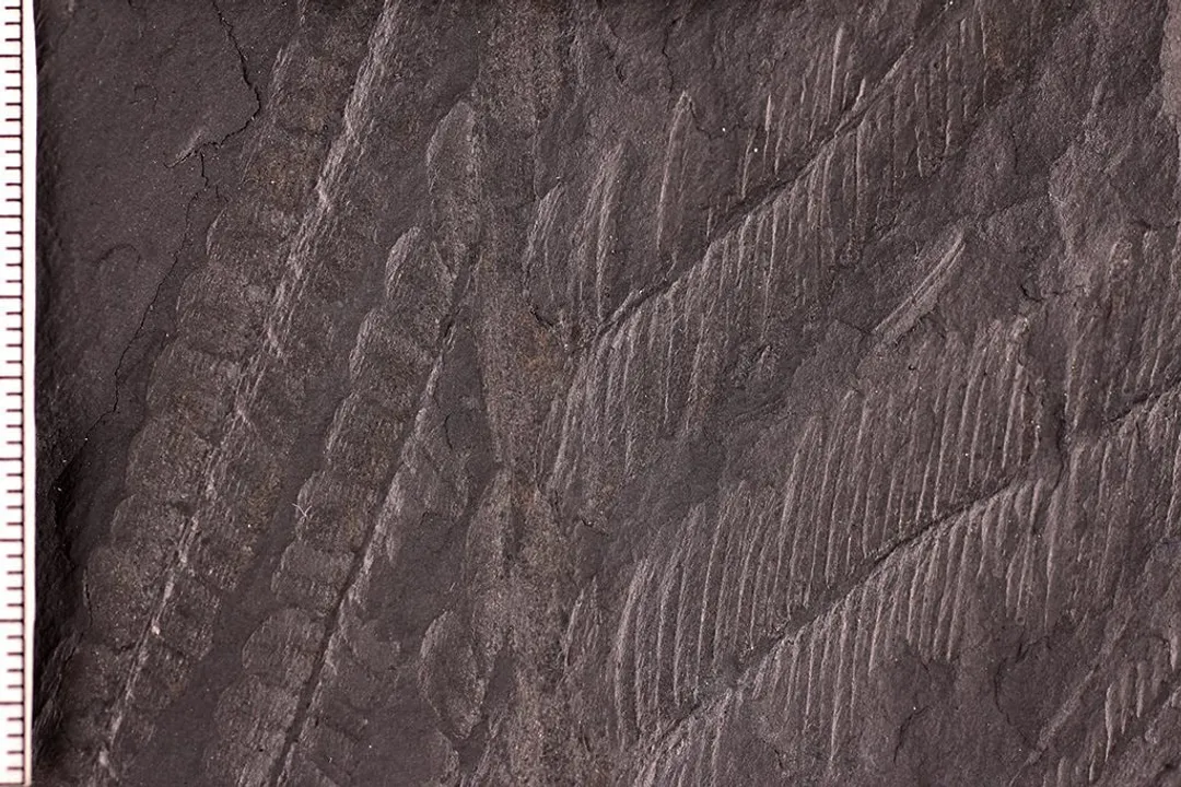 How are fossils preserved in rock layers?