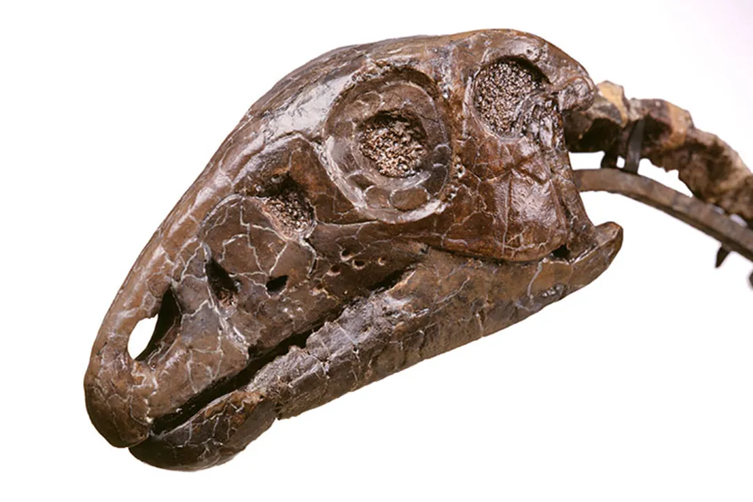 How are fossils preserved in rock layers?, Stratigraphy and Layering