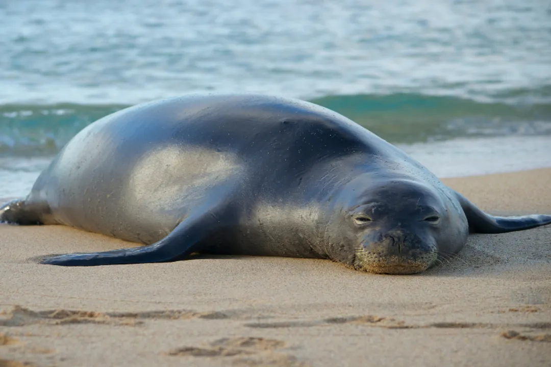 How are seals classified?, Pinniped Grouping