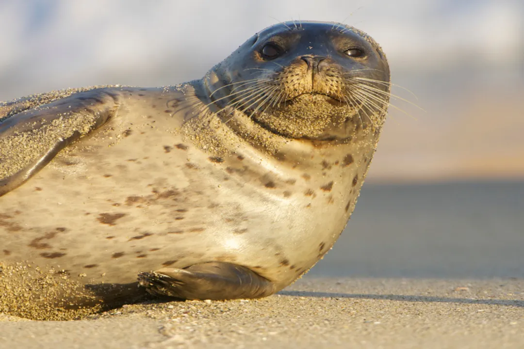 How are seals classified?, Eared Seals vs. Walruses