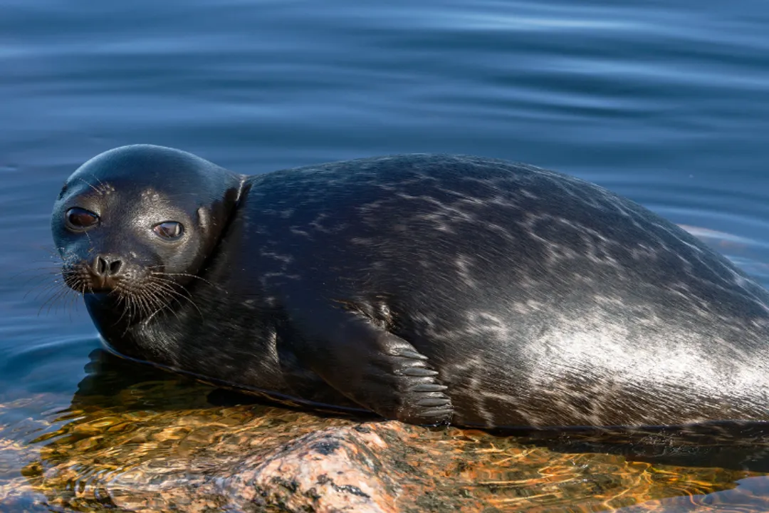 How are seals classified?, True Seals Defined