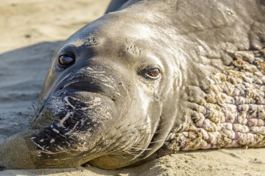 How are seals classified?, Taxonomic Placement