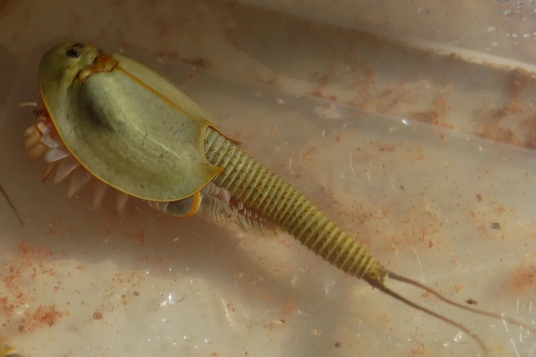 How big are dinosaur shrimp?