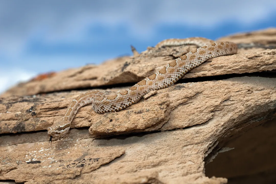 How big are midget faded rattlesnakes?