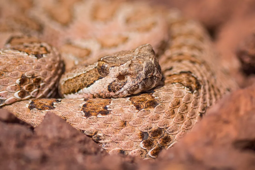How big are midget faded rattlesnakes?, Maximum Size Limits