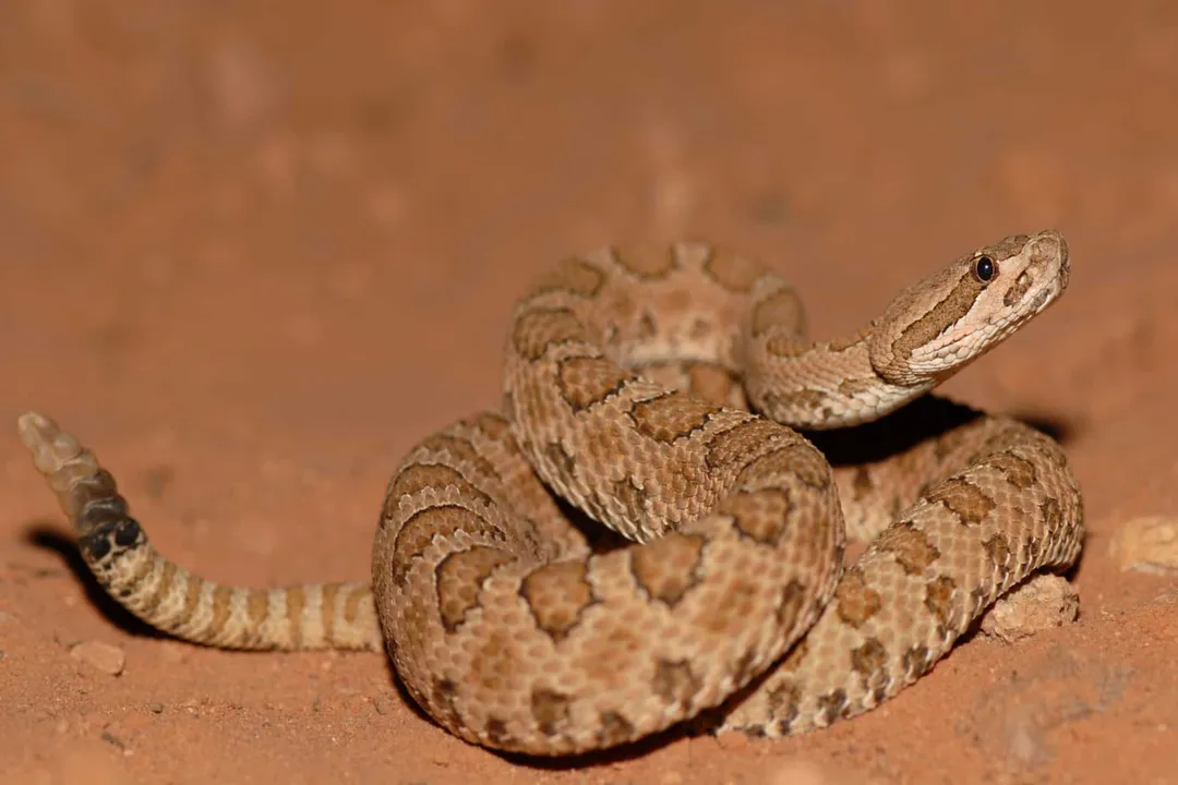 How big are midget faded rattlesnakes?, Average Dimensions
