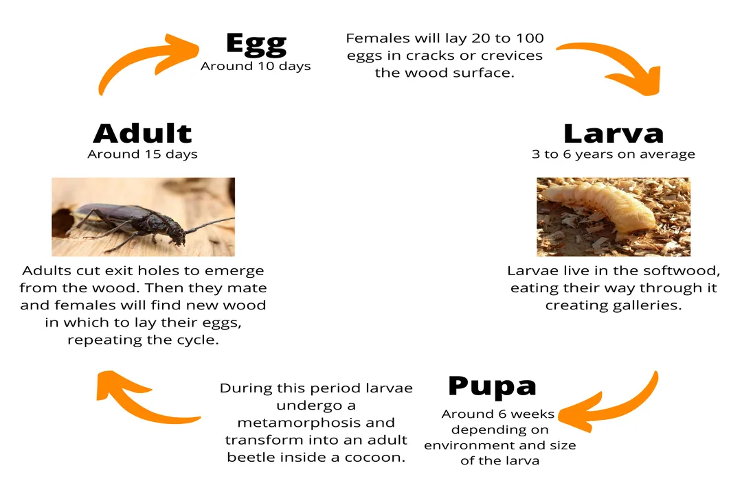How big are old house borers?, Larval Dimensions