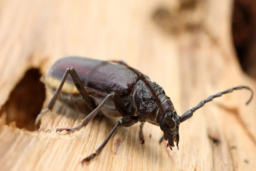How big are old house borers?