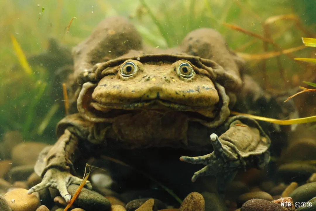 How big are scrotum frogs?, Historical Records