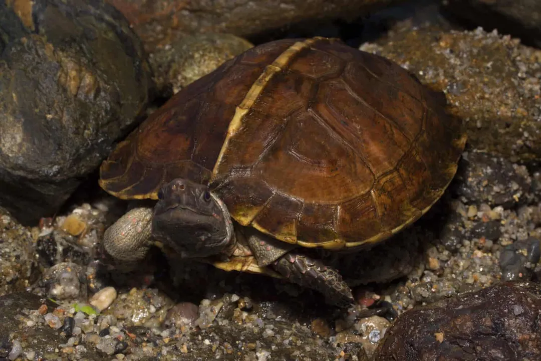How big are spiny hill turtles?