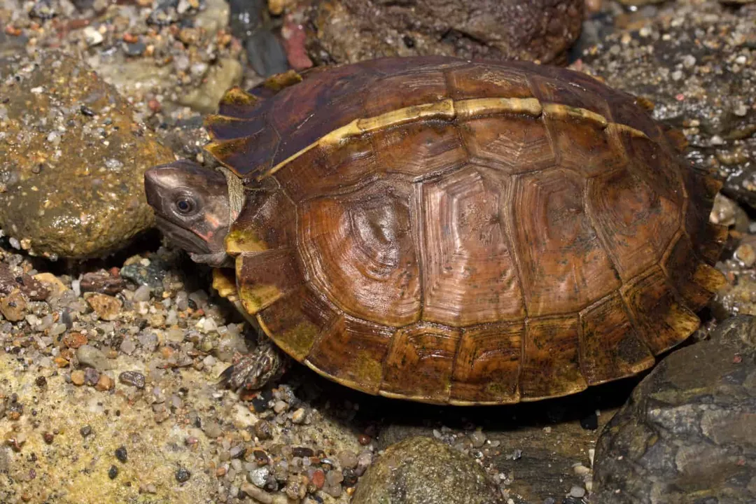 How big are spiny hill turtles?, Spines and Scale