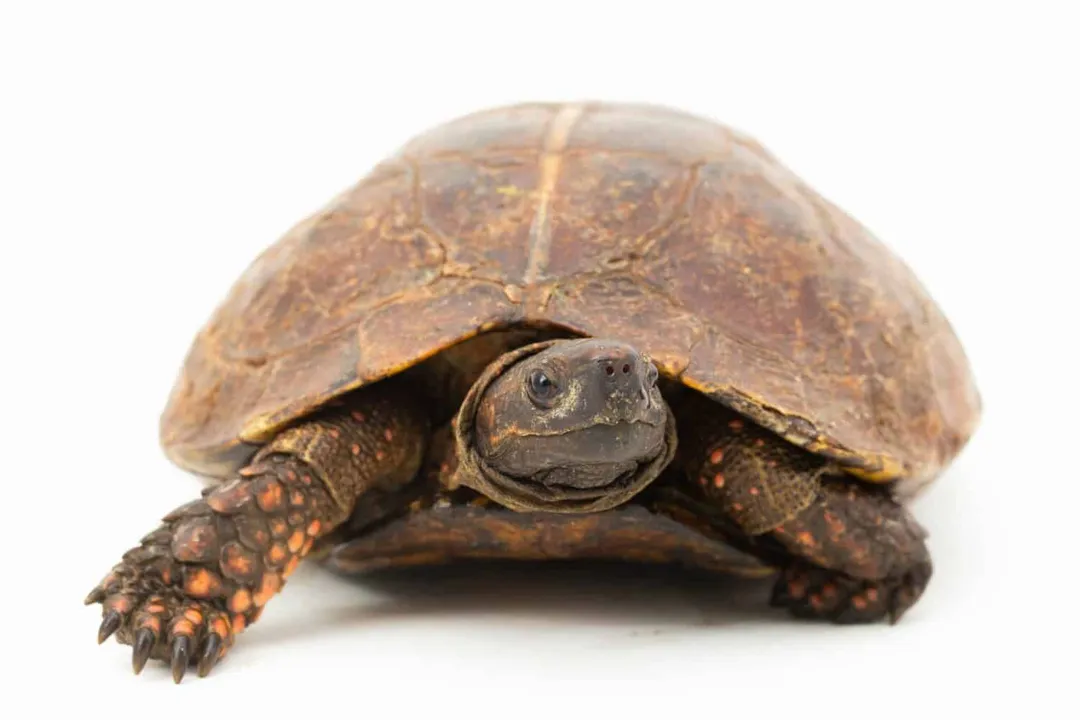 How big are spiny hill turtles?, Carapace Dimensions