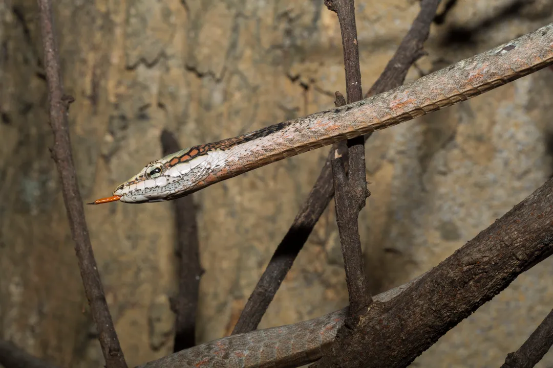 How big are twig snakes?, Body Slenderness