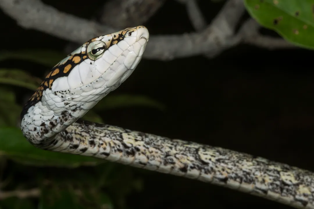 How big are twig snakes?, Size in Context