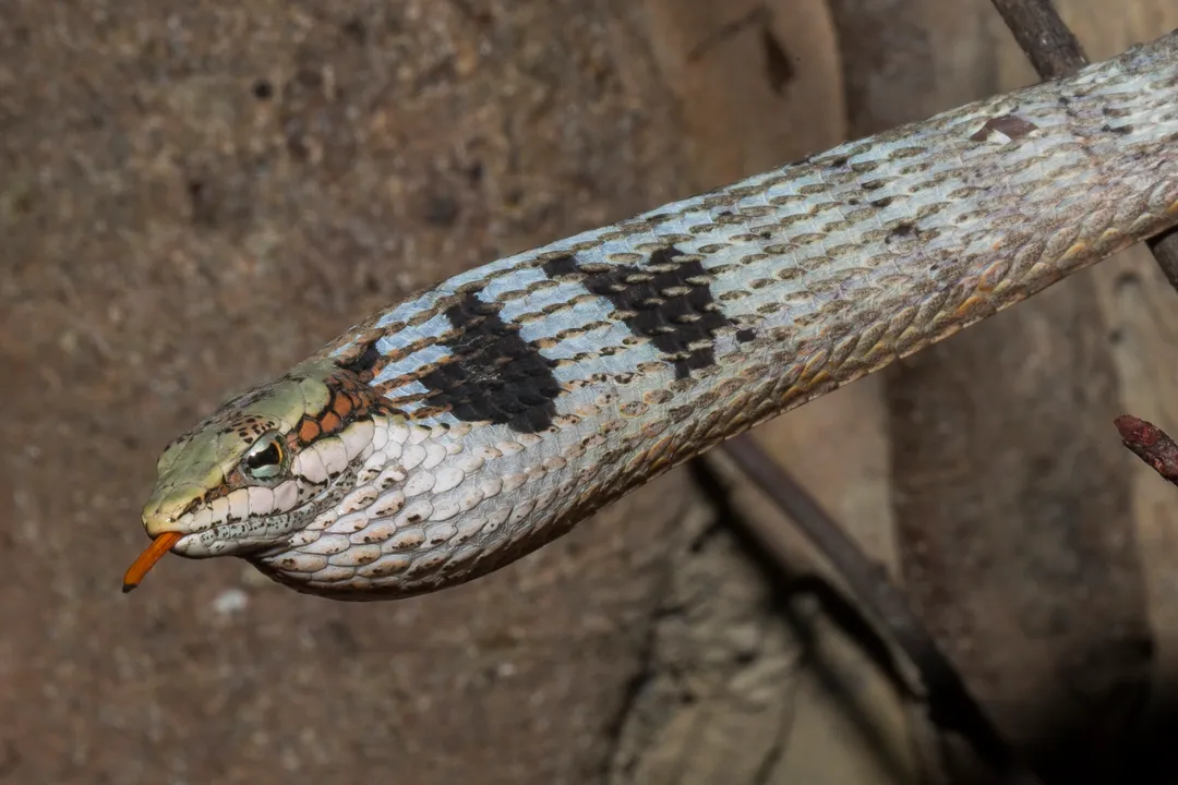 How big are twig snakes?, Species Comparison