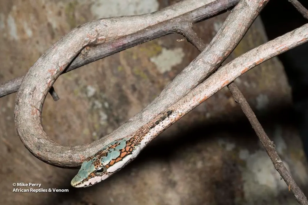 How big are twig snakes?, Adult Measurements