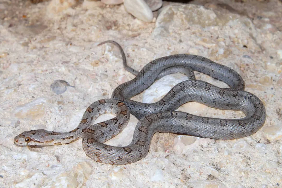 How big do bairds rat snakes get?, Juvenile Growth Rates