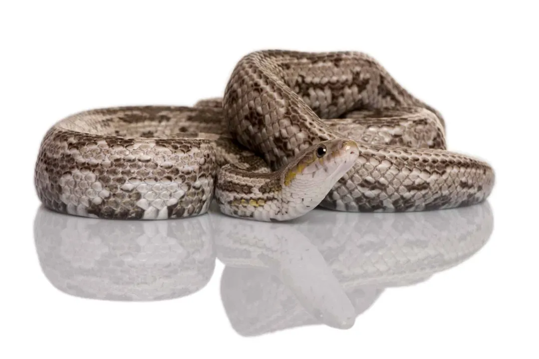 How big do bairds rat snakes get?, Weight and Build