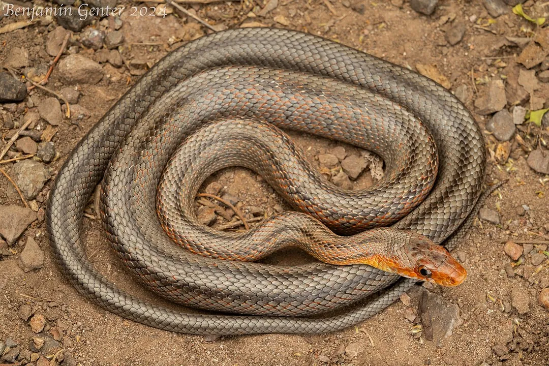 How big do bairds rat snakes get?