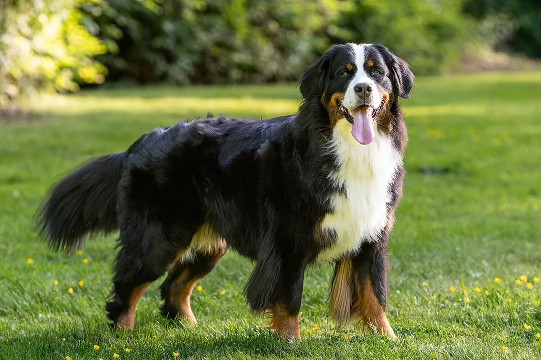How big do Bernese shepherds get?, Growth Timeline