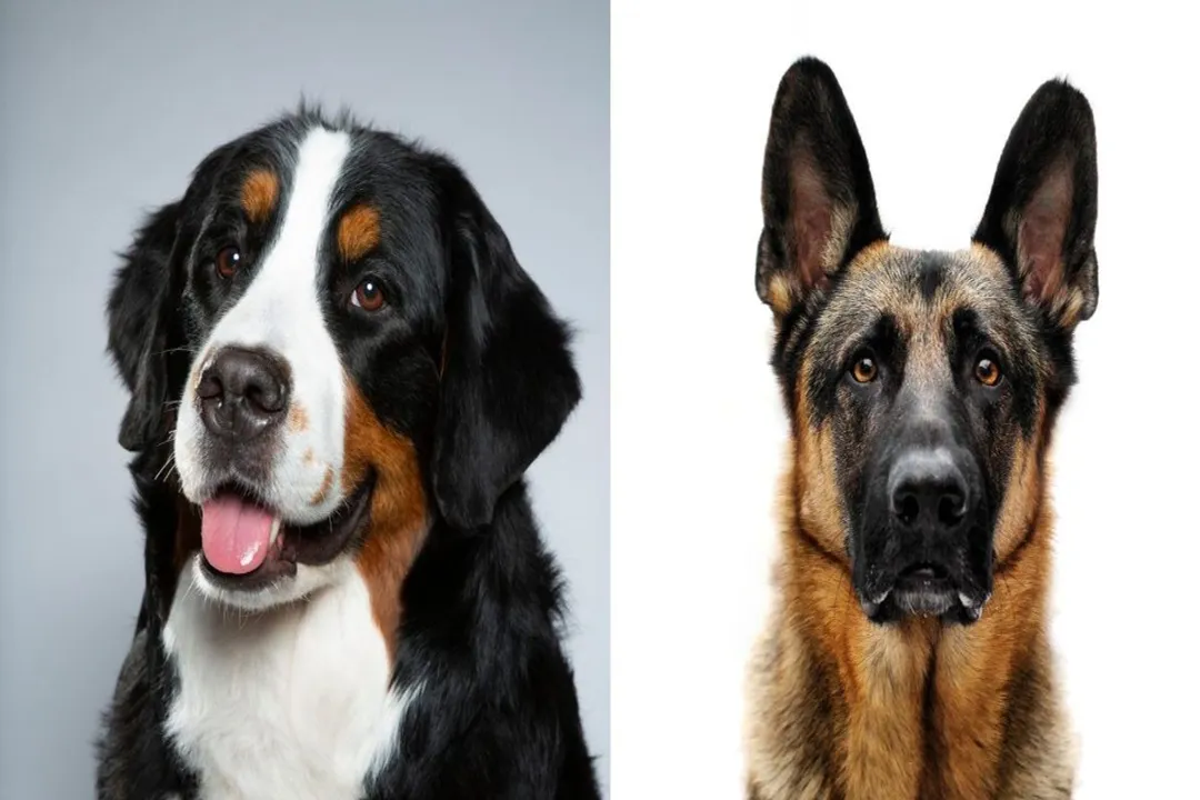 How big do Bernese shepherds get?, Official Metrics