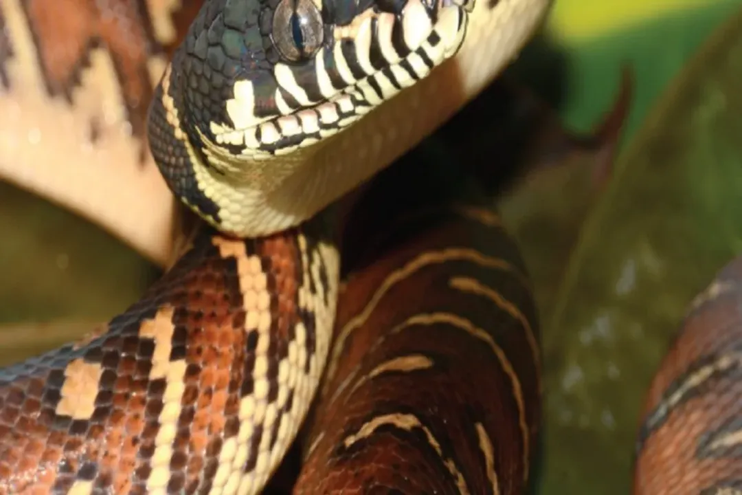 How big do boelens pythons get?, Size Comparison