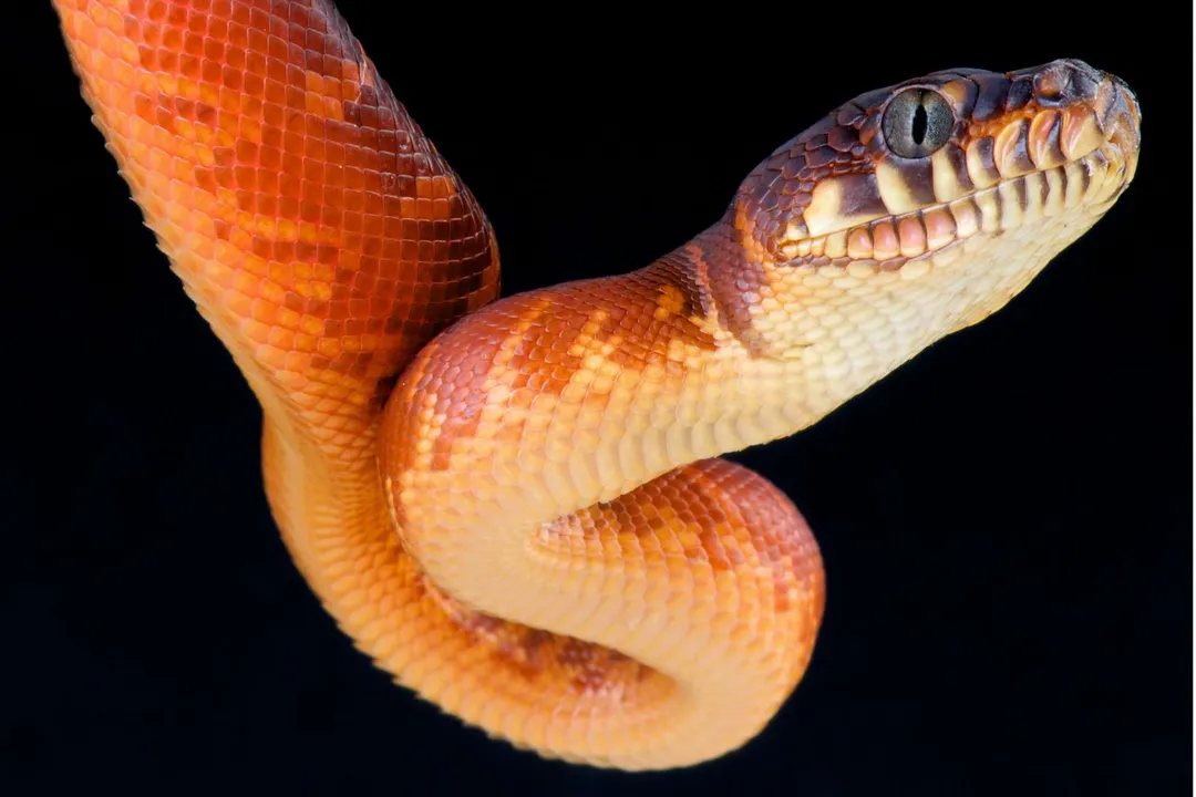 How big do boelens pythons get?, Growth Factors