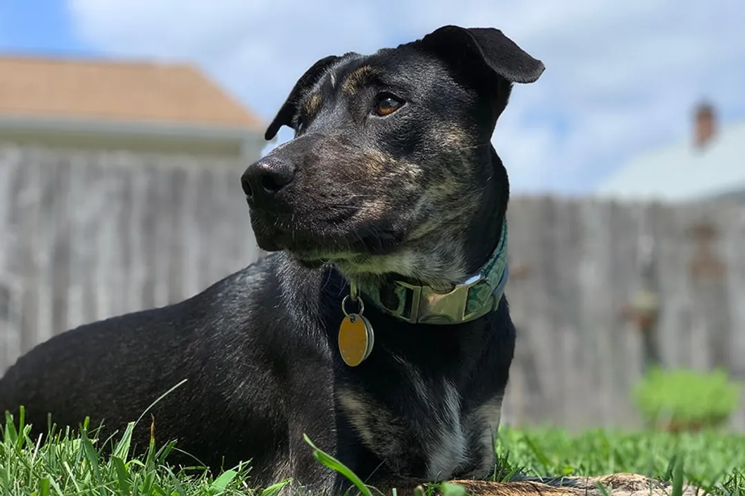 How big do Catahoula bulldogs get?, Base Dog Dimensions