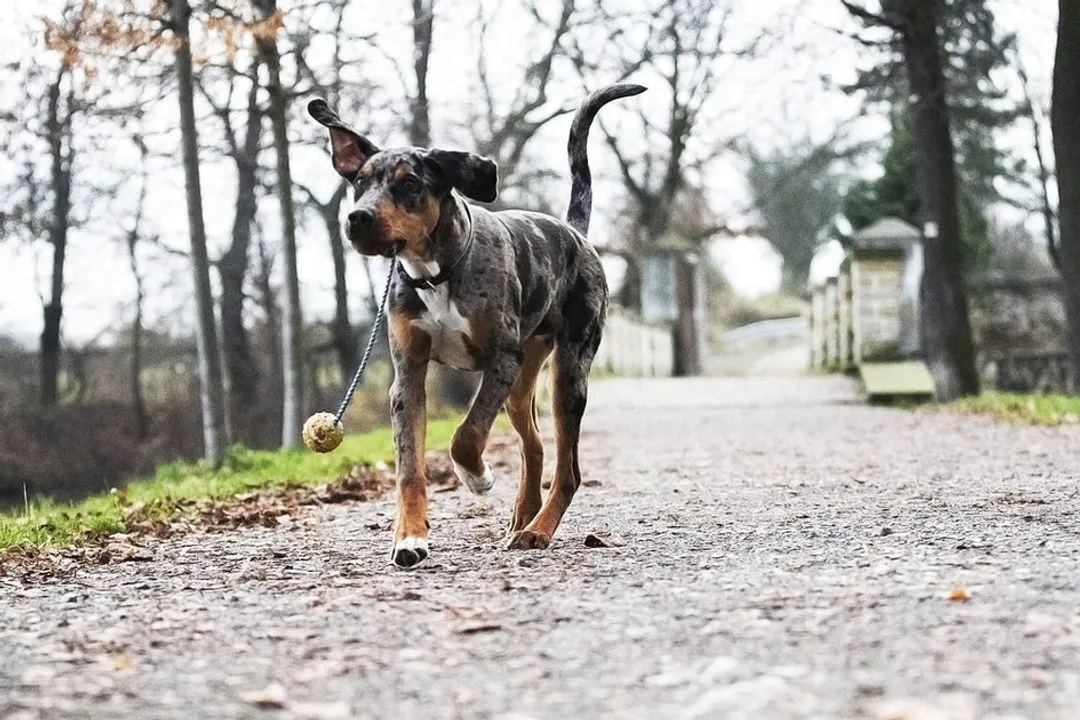 How big do Catahoula bulldogs get?, Hybrid Influence