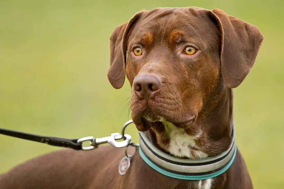 How big do Catahoula bulldogs get?