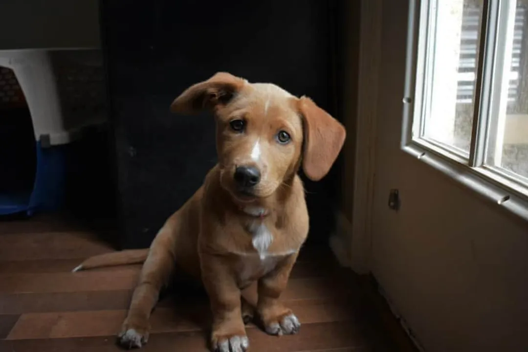 How big do corgidors get?, Growth Span Considerations