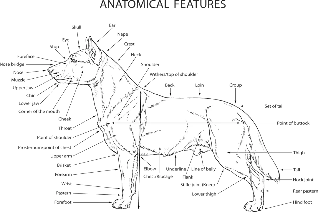 How big do Croatian sheepdogs get?, Practical Size Considerations