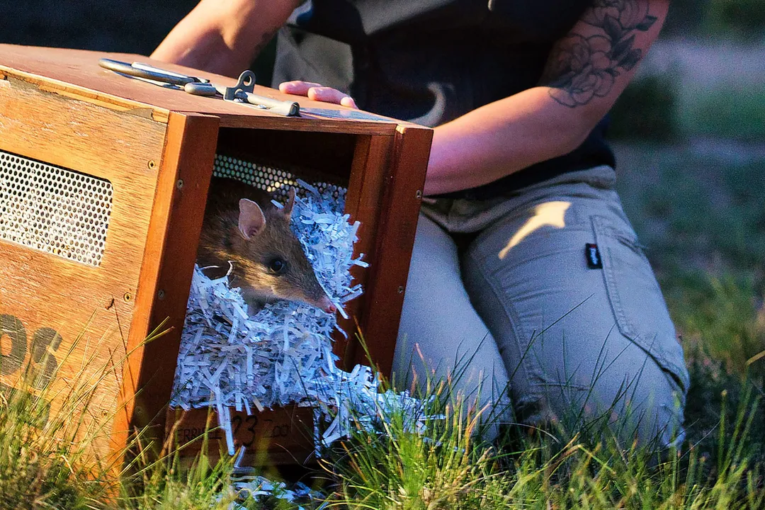 How big do Eastern Barred Bandicoots get?, Size and Ecological Impact